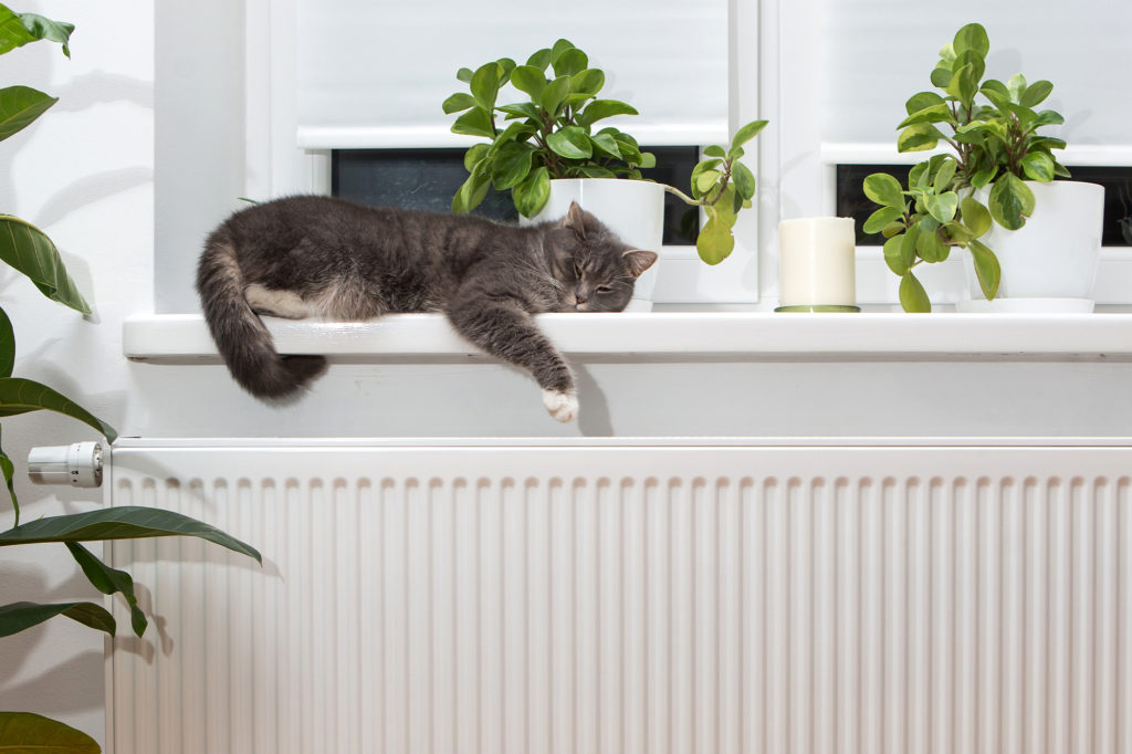 a cat asleep on a window sill directly above warm radiators