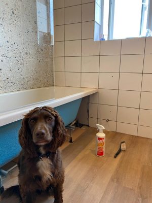 Straight swap bathroom Parkstone Yorkshire's little 4 legged helper!